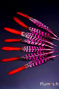 Faisan Lady Armherst - 20-23 cm - rose-noir